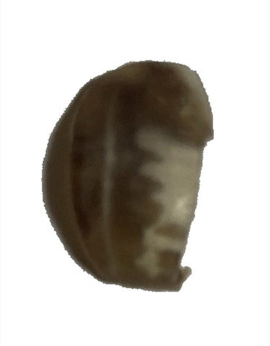 The dead nail that came off. It is brown and thick, and the mark of the bleeding is still on it.